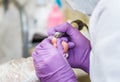 Pedicure process, foot care Royalty Free Stock Photo