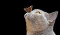 Pedigree british shorthair butterfly on nose pose isolated on black