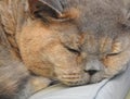 Pedigree british shorthair cat face napping in summer sun on decking eyes blue cream pets pet animals bumpkin muffin