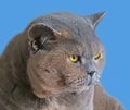 Pedigree british shorthair cat face portrait Royalty Free Stock Photo