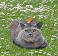Pedigree british shorthair cat in garden with robin bird perched on head
