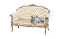 Pedigree british shorthair cat on regency chaise