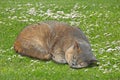 Pedigree cat asleep in daisy meadow Royalty Free Stock Photo