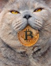 Pedigree cat with bitcoin in mouth Royalty Free Stock Photo