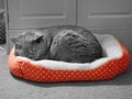 Pedigree cat blissful sleep in cosy basket Royalty Free Stock Photo