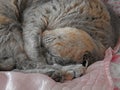 Pedigree cat blissful sleep Royalty Free Stock Photo