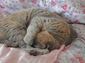 Pedigree cat blissful sleep Royalty Free Stock Photo