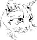 Pedigree cat drawn in ink by hand