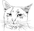 Pedigree cat drawn in ink by hand