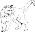 Pedigree cat drawn in ink by hand Royalty Free Stock Photo