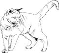 Pedigree cat drawn in ink by hand