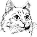 pedigree cat drawn in ink by hand