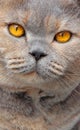 Pedigree cat eyes Royalty Free Stock Photo