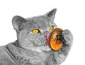 Pedigree cat licking bitcoin cryptocurrency gold coin Royalty Free Stock Photo