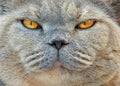 Pedigree cat mean looking face Royalty Free Stock Photo