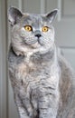 Pedigree cat pose Royalty Free Stock Photo