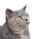 Pedigree cat side profile Royalty Free Stock Photo