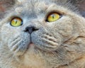 Pedigree cat wonder face Royalty Free Stock Photo