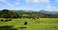 Pedigree cattle in the sunshine Royalty Free Stock Photo