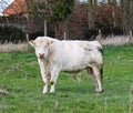 Pedigree Charolais Bull in a field Royalty Free Stock Photo