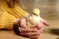 Pedigree chickens. Happy child girl holding chicken in her hands. Communication of child with animals, animal therapy Royalty Free Stock Photo