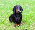 Pedigree dachshund Royalty Free Stock Photo