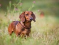 Pedigree dachshund dog Royalty Free Stock Photo