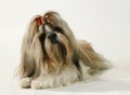 A pedigree dog Royalty Free Stock Photo