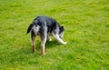 Adult border terrier dog seen in back garden, playing with his toys during summer. Royalty Free Stock Photo