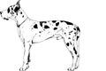 Pedigree dog drawn in ink by hand on a white background