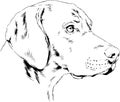 Pedigree dog drawn in ink by hand on a white background, logo