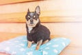 Pedigree dog portrait. Chihuahua dog on a cheese pillow on a bench Royalty Free Stock Photo