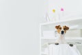 Pedigree dog poses inside of white basket in laundry room, shelves with clean neatly folded towels and detergents, copy space Royalty Free Stock Photo