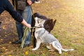 Pedigree dogs for training. Dogs are tied with a leash to a collar Royalty Free Stock Photo