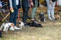 Pedigree dogs for training. Dogs are tied with a leash to a collar Royalty Free Stock Photo