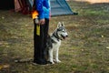 Pedigree dogs for training. Dogs are tied with a leash to a collar Royalty Free Stock Photo