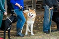 Pedigree dogs for training. Dogs are tied with a leash to a collar Royalty Free Stock Photo