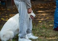 Pedigree dogs for training. Dogs are tied with a leash to a collar Royalty Free Stock Photo