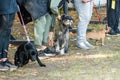 Pedigree dogs for training. Dogs are tied with a leash to a collar Royalty Free Stock Photo