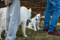 Pedigree dogs for training. Dogs are tied with a leash to a collar Royalty Free Stock Photo