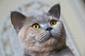 Pedigree luxury cat pose expression face eyes cute pretty bumpkin muffin blue cream british shorthair cats pussycats pussycat puss Royalty Free Stock Photo