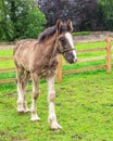 Shire Horse Foal, Sledmere House, Yorkshire, England. Royalty Free Stock Photo