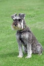 Pedigree miniature schnauzer dog pose