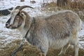 Pedigree motley goat on the late autumn pasture.