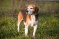 Pedigree proficient foxhound beagle on meadow