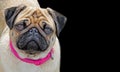 Pedigree pug dog with pink collar pose isolated on black Royalty Free Stock Photo