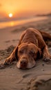 Pedigree puppy relaxing on sandy beach with ocean shore backdrop, tranquil summer scene