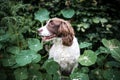 Pedigree pure breed young Springer Spaniel gun dog sat hiding in the middle of a hedge plant with head poking through bush excited