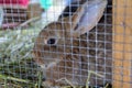 Pedigree rabbit sits in a cage