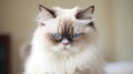 pedigree ragdoll cat looking miserable Royalty Free Stock Photo